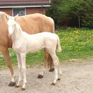 Palomino MOELLEAAENS BONNY LASS