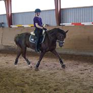 Welsh Cob (sec D) Mister Hougård B-PONY