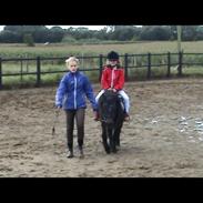 Knabstrupper Gizmo [min søsters pony]