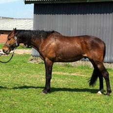 Dansk Varmblod Stenager's Remember Me