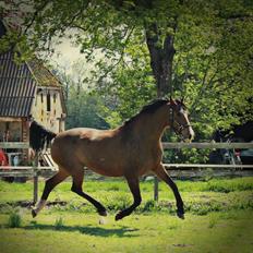 Dansk Varmblod RDH • Capella •