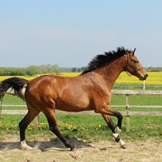 Dansk Varmblod • Charming-Boy •