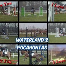 Welsh Mountain (sec A) WATERLAND'S POCAHONTAS