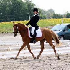 Tysk Sportspony Sky S