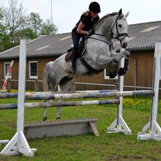 Dansk Varmblod Årup Mølles Lancóme