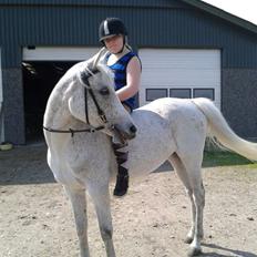 Arabisk fuldblod (OX) Cezanne