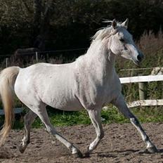 Arabisk fuldblod (OX) Cezanne