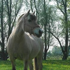 Fjordhest Maia