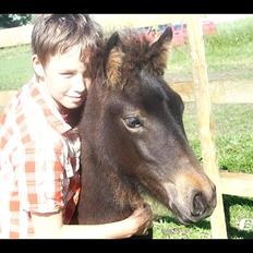 Islænder Svala (min lillebrors) *solgt*