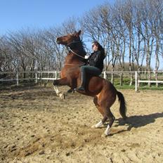 Anden særlig race Wubbi