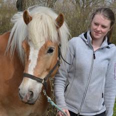Haflinger N. Don Carlos (red)
