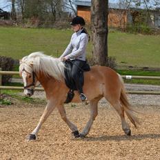 Haflinger N. Don Carlos (red)