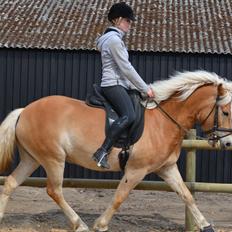 Haflinger N. Don Carlos (red)