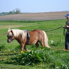 Shetlænder Annagaarden´s Boris