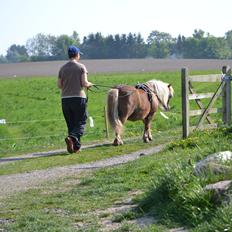 Shetlænder Annagaarden´s Boris