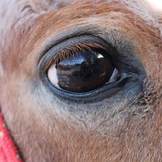 Welsh Pony (sec B) DORYELLA †Sov Sødt†