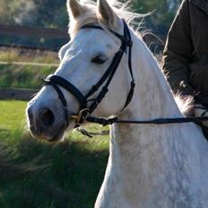 Connemara ASASARA GEILÉIS