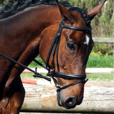 Anden særlig race Vilsbæk Flicka (Himmelhest)