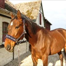 Traver Happy Day Rex (Zulu)