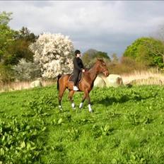 Traver Happy Day Rex (Zulu)