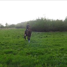 Traver Happy Day Rex (Zulu)