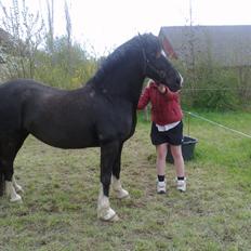 Welsh Pony af Cob-type (sec C) GRIBSVADS BLACKI