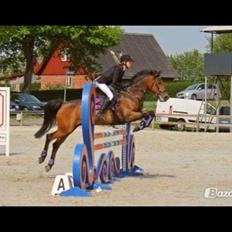 Anden særlig race Colombine (solgt)