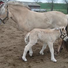 Fjordhest Carla Vårby