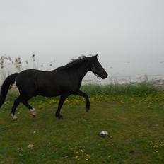 Anden særlig race Filur (Filummeren<3)