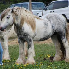 Irish Cob Banjas Otto -Hingst