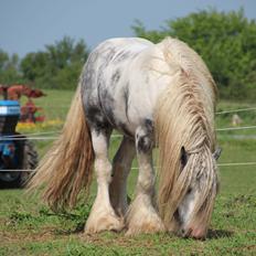 Irish Cob Banjas Otto -Hingst