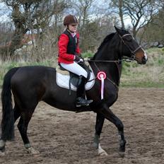 Dansk Varmblod Alberte