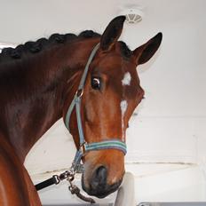 Dansk Varmblod Gørklintgårds Kokopelli