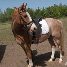 Anden særlig race Marokko