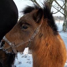 Anden særlig race Wilma
