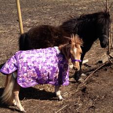 Dansk Miniature Milo <3 aka syge eller ponymature <3 