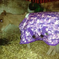 Dansk Miniature Milo <3 aka syge eller ponymature <3 