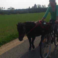 Shetlænder Madelien Af Hola(solgt)