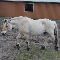 Anden særlig race Thor [Hjælper med at ride]