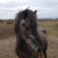 Islænder Sölvi frá Yggdrasil