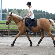 Palomino Chess Stauslykke