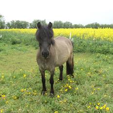 Anden særlig race molly himmel hest