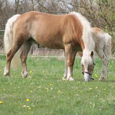 Haflinger Edda-Fiamona