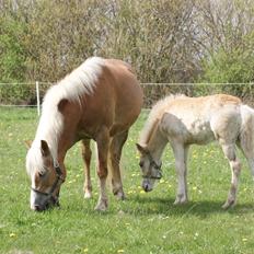 Haflinger Edda-Fiamona