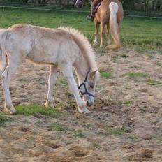 Haflinger Bugatti af Åtte Bjerge