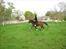 Traver Happy Day Rex (Zulu)