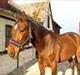 Traver Happy Day Rex (Zulu)