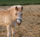 Haflinger Bugatti af Åtte Bjerge