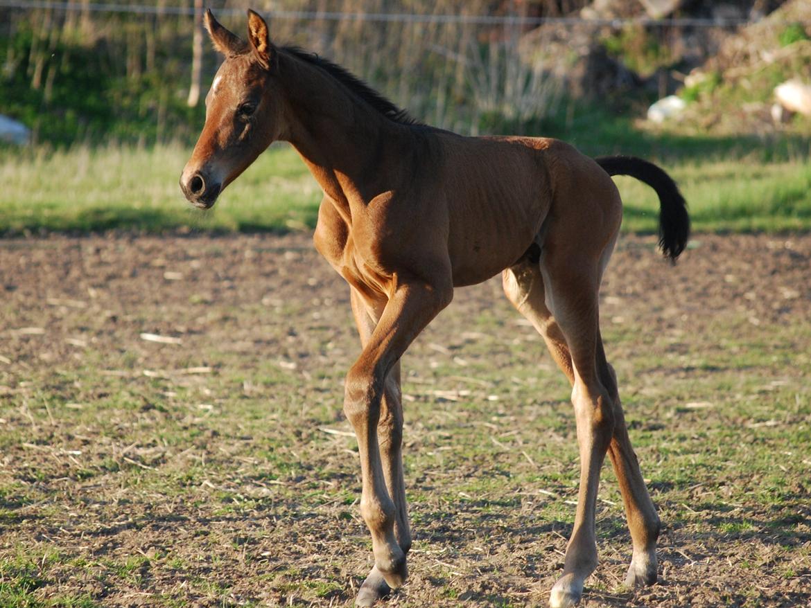 Dansk Varmblod Slæggerups Petacchi billede 13