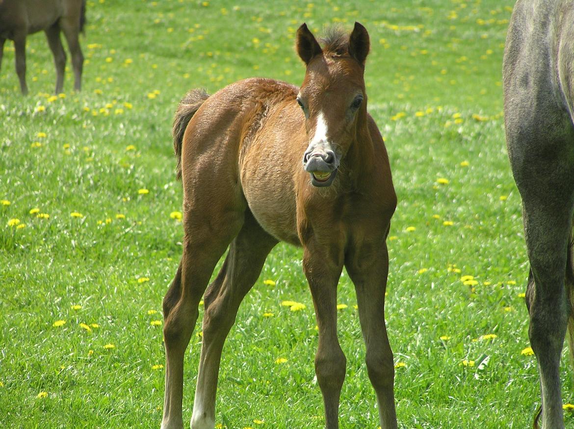 Welsh Pony (sec B) Bjerregårds Casia billede 16